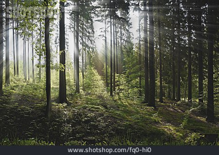 
                Wald, Unterholz, Mischwald                   