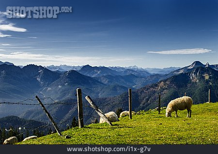 
                Gebirge, Alpen, Schafe, Alm                   