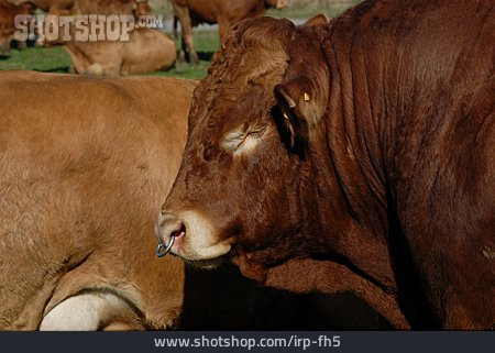 
                Cattle, Bull                   