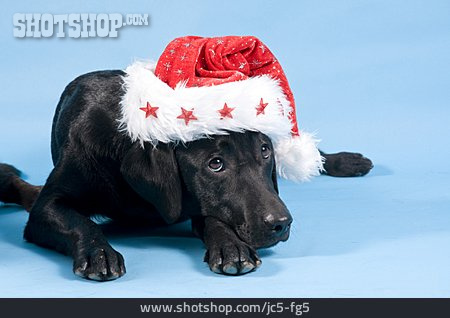 
                Labrador, Nikolausmütze, Weihnachtlich                   