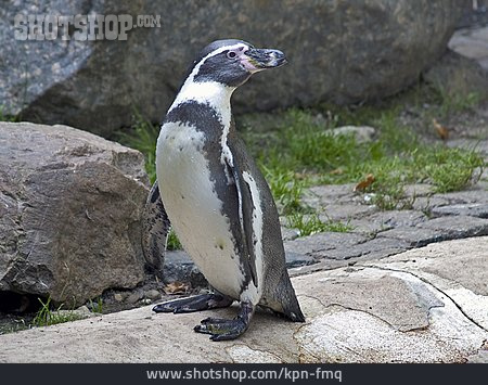 
                Pinguin, Brillenpinguin                   