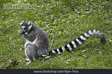 
                Lemur, Katta, Feuchtnasenaffe                   