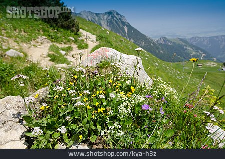 
                Blumenwiese, Alpen, Alm                   