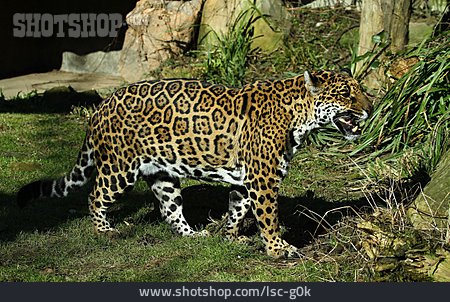 
                Jaguar                   