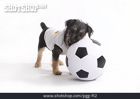 
                Fußball, Hund, Spielen                   