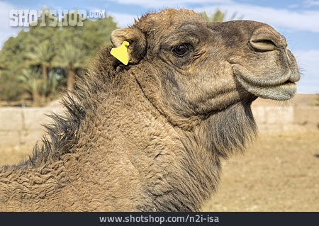 
                Kamel, Dromedar                   