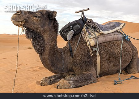
                Kamel, Dromedar                   