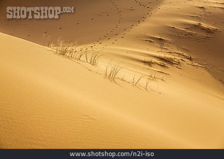 
                Sand, Vegetation, Sanddüne                   