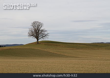 
                Feld, Herbst, Kahl                   