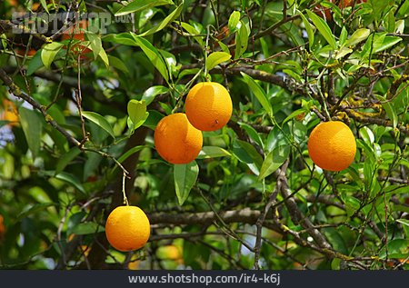 
                Orange, Obstbaum, Orangenbaum, Bitterorange, Pomeranze                   