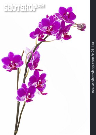 
                Orchidee, Orchideenblüte                   
