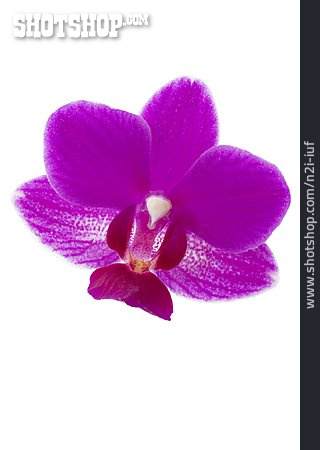 
                Blüte, Orchideenblüte                   