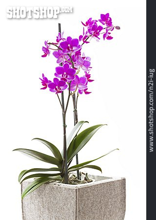 
                Orchid, Potted Plant                   