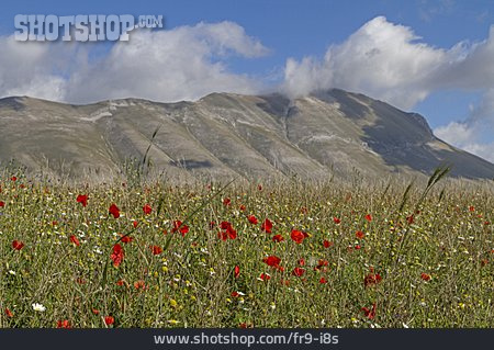 
                Blumenwiese, Sibillinische Berge                   