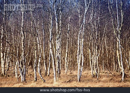 
                Wald, Birke, Birkenwald                   