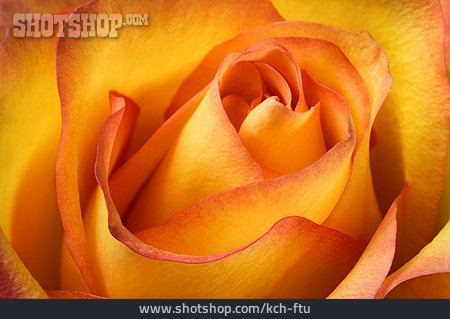 
                Hintergrund, Rose, Rosenblüte                   