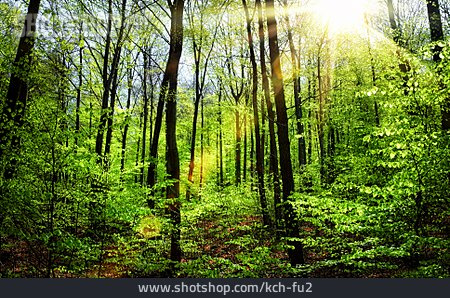 
                Wald, Sonnenstrahlen, Buchenwald                   