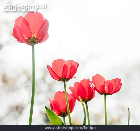 
                Tulpe, Frühlingserwachen                   