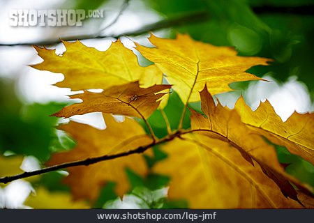 
                Blätter, Herbstlaub, Herbstlich                   