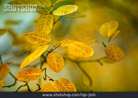 
                Blätter, Herbstlaub, Herbstlich                   