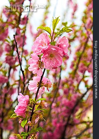 
                Kirschblüte, Japanische Blütenkirsche, Kirschbaumblüte                   