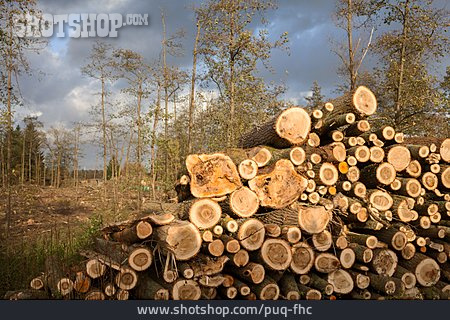 
                Holzstapel, Forstwirtschaft, Baumstämme                   