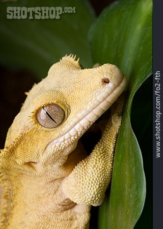 
                Gecko, Kronengecko                   