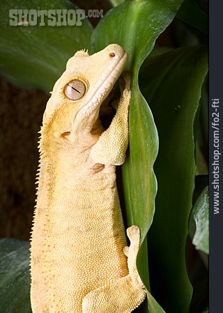 
                Gecko, Kronengecko                   