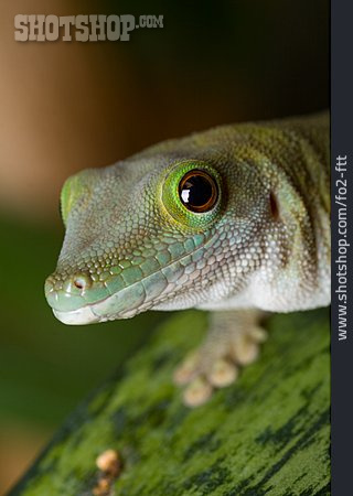 
                Gecko                   