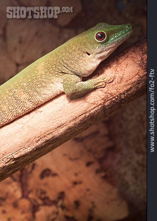 
                Gecko                   