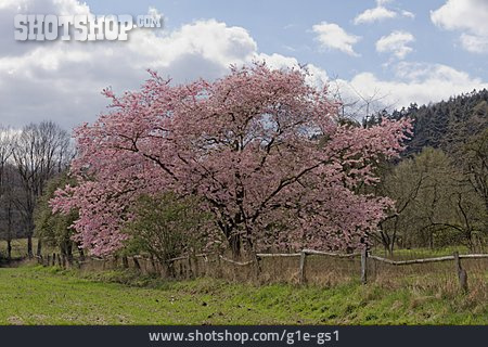 
                Kirschblüte, Kirschbaum, Japanische Zierkirsche                   