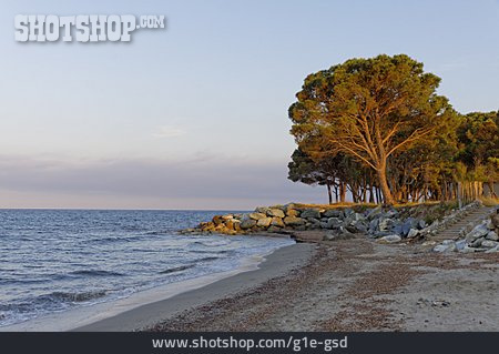 
                Strand, Pinie, Korsika                   