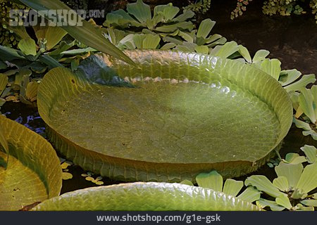 
                Seerose, Victoria, Pflanzenblatt                   