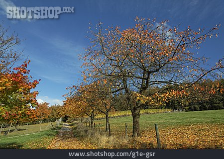 
                Kirschbaum, Ländlich, Herbstlich                   