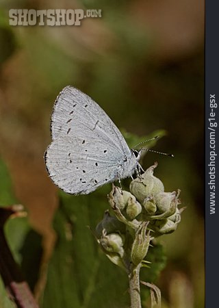 
                Schmetterling, Faulbaum-bläuling                   