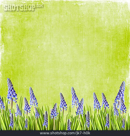 
                Copy Space, Hyacinth                   