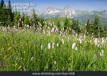 
                Almwiese, Alpenblume                   