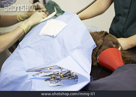
                Operation, Tierarzt                   