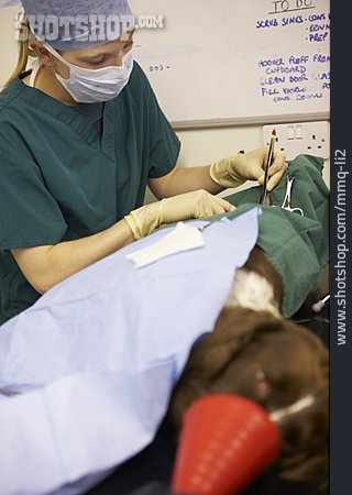 
                Operation, Tierärztin                   
