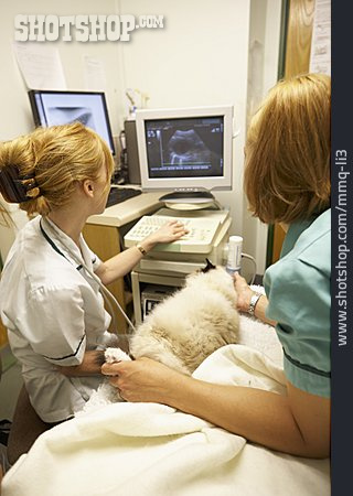 
                Ultraschall, Tiermedizin, Tierärztin                   