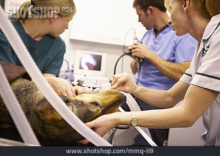 
                Tiermedizin, Tierarzt                   