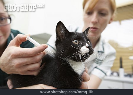 
                Katze, Behandlung, Tierärztin                   