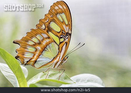 
                Schmetterling, Pracht-passionsfalter                   