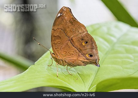 
                Schmetterling, Vindula Arsinoe                   