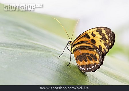 
                Schmetterling, Eueides Isabella                   