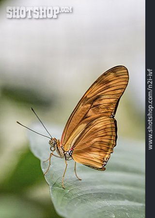 
                Schmetterling, Dryas Iulia                   