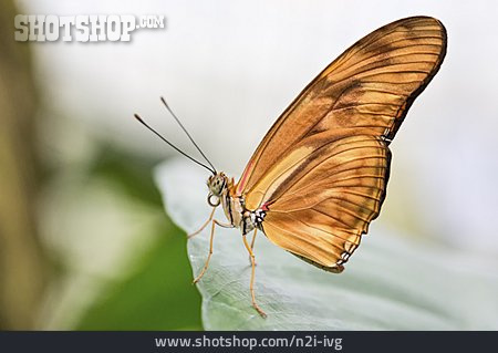
                Schmetterling, Dryas Iulia                   