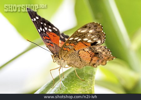 
                Schmetterling, Anartia Amathea                   
