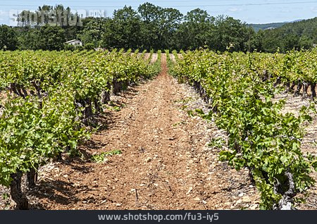 
                Frankreich, Weinanbau, Provence                   