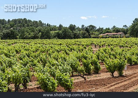 
                Frankreich, Weinanbau, Provence                   